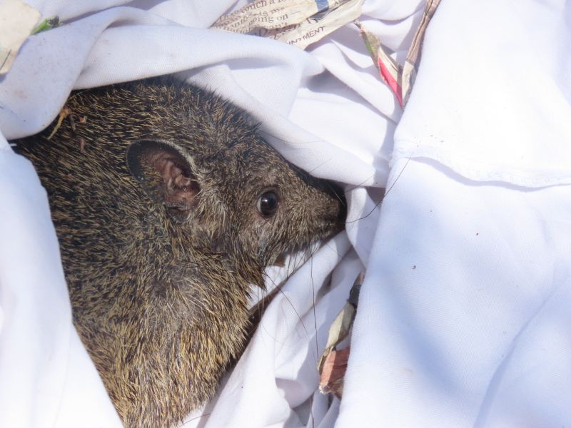 Quenda on white sheet