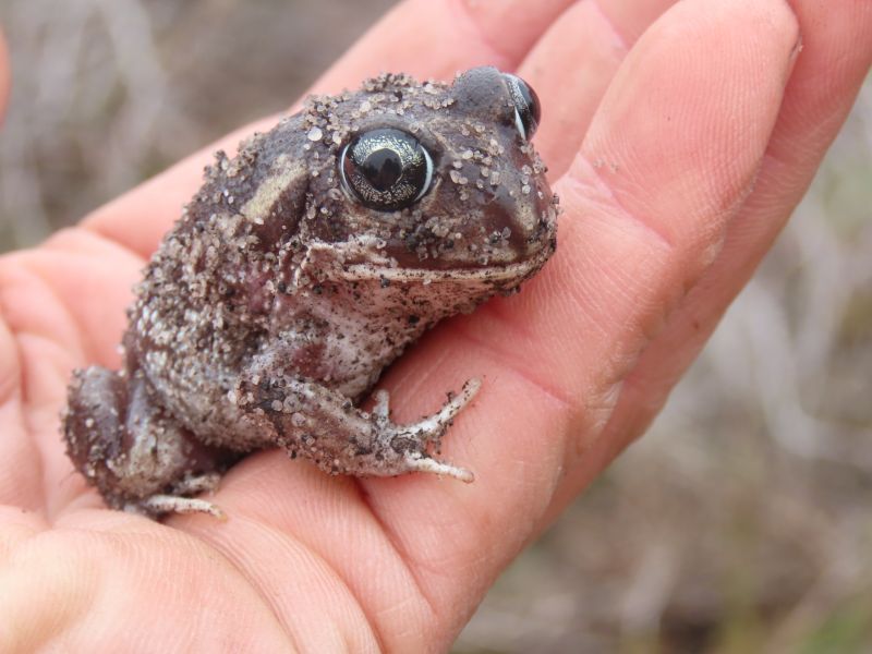 Small frog sitting in someone's hand