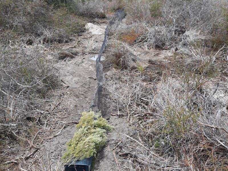 Low netting with a buried bucket and animal trap