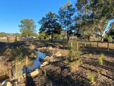 New tree and shrub plantings around living stream