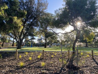 Sun peeking through trees over playground